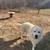 Great Pyrenees 1 thumbnail