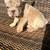 French bulldog big rope 4 thumbnail