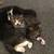 Free Tiny Kittens (5 Total) 2 thumbnail
