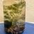 Desktop Jarrarium – Cherry Shrimp + Plants + Marimo 4 thumbnail