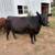 Angus/Devon Cross Cow Calf 1 thumbnail