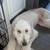 Goldendoodle 1 thumbnail