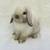 Holland Lop Bunnies 3 thumbnail