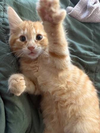 Make kitten 1