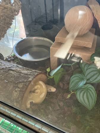 Banana Morph with Terrarium 1