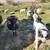 LAMBS Icelandic, for butchar or breeding 4 thumbnail