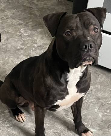 Reubicación de Pitbull Macho (Warren)63661192641027120