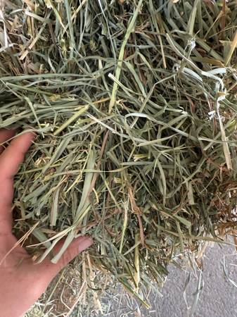 2nd cutting Orchard/Alfalfa Mix 1