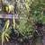 Black Bamboo 2 thumbnail