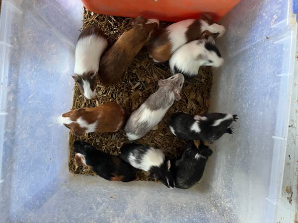 guinea pigs (Altenburg)63688376590721123