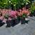 Crape Myrtle, Hydrangea, Barberries, Boxwoods, and more. $18.97 1 thumbnail