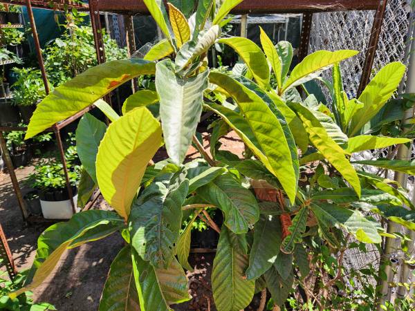 LOQUAT FRUIT TREE   visit our food forest on youtube 1