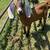 Nubian goats 2 thumbnail