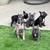 French Bulldog Puppies 9 thumbnail