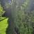 **Tree trimming shaping and Pruning Gardener 5 thumbnail