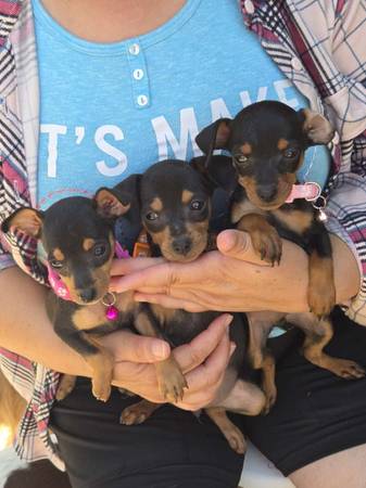 Mini doberman 1