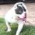 Exotic Bully Puppies 5 thumbnail