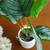 Artificial indoor plant decor 6 thumbnail
