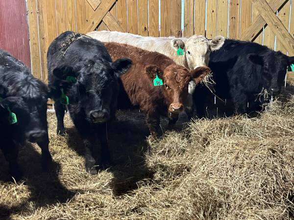 11 black baldy red heifers 1