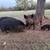 AGH/kune kune hogs 7 thumbnail