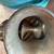 #1 Universal  Meat Grinder Tableside Kitchen Sausage / Burger Maker 7 thumbnail