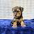 Small Yorkshire Terrier 6 thumbnail