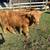 Scottish Highland Bull 1 thumbnail