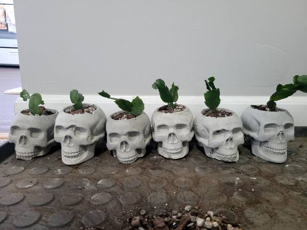 Indoor pre bonsai jade and holiday cacti in cement pots 1