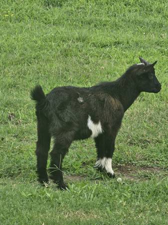 Cabras bebés - $60 (Sapulpa)63470470159233122