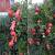 Bonsai Pomegranate tree 1 thumbnail
