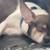 Lost dog 1 thumbnail