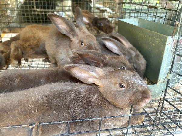 Pedigreed Silver Fox Rabbits – Lilac, Black & Chocolate Juveniles 1