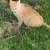 Barn Cat 1 thumbnail