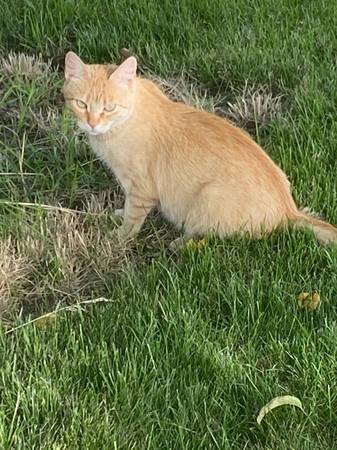Barn Cat 1