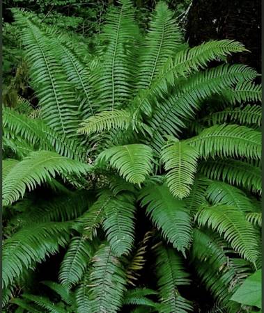 Sword ferns 1