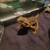 Bearded Dragon 1 thumbnail