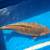 Dainichi chagoi brown Japanese koi 6 thumbnail