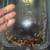 Papaya Isopods 4 thumbnail