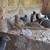 Button quail 6 thumbnail