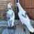 2 Homing pigeons 3 thumbnail