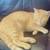 Two playful 7 months old kittens for sale. 1 thumbnail