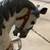 Wooden Carousal Horse 2 thumbnail