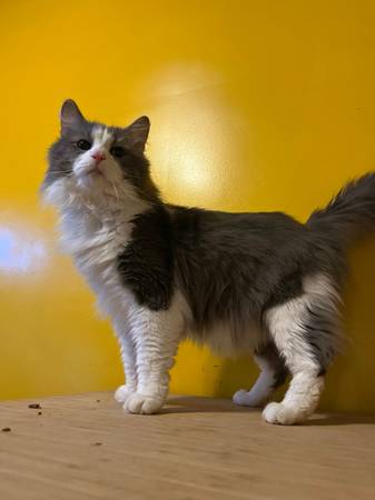 Reubicación de gatos mestizos maine coon (Hamilton)