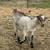 9 Week Old Alpine X Does and Bucks For Sale 5 thumbnail