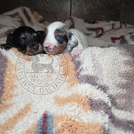 Cachorros de Dachshund (Cuero)63667216929409121