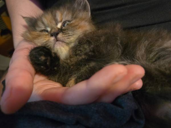 Persian Kittens (Mobile)63920390484098121