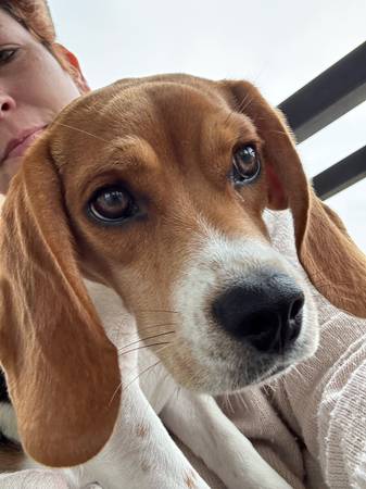 Beagle / Rat Terrier Mix - 1 year (Bothell)63750250527747124