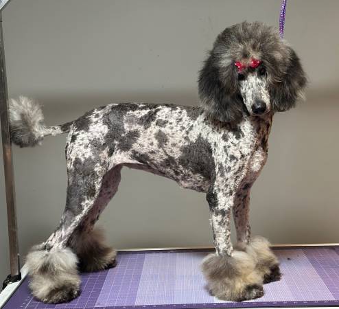Small merle standard poodle 1