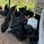 Chickens 5 thumbnail