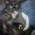 Beautiful mixed kittens MaineCoon/Norweigian/Dom. Long Fur Mxd 1 thumbnail